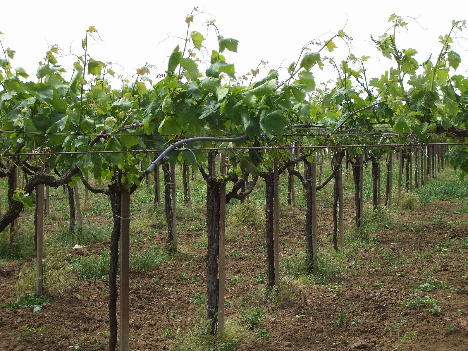 Filari di vite allevati su pali e fili a Cecchina, nei dintorni dei Castelli Romani, con le foglie verdi primaverili e la terra lavorata tra i ceppi